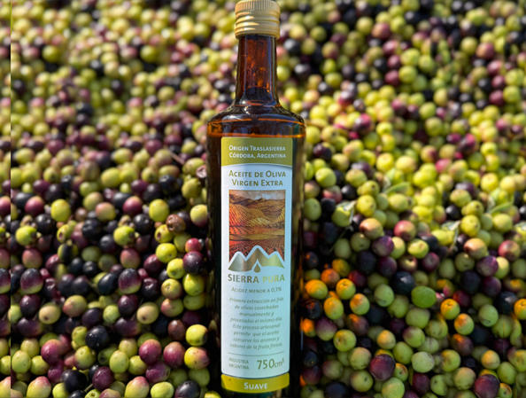 Olivar de Sierra Pura en Luyaba, Traslasierra, Córdoba